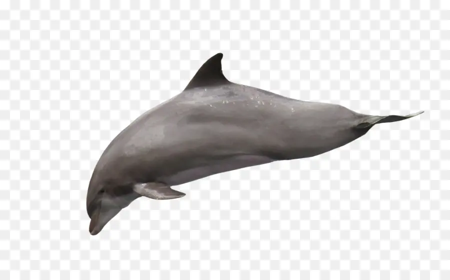 Dolphin，Descargar PNG