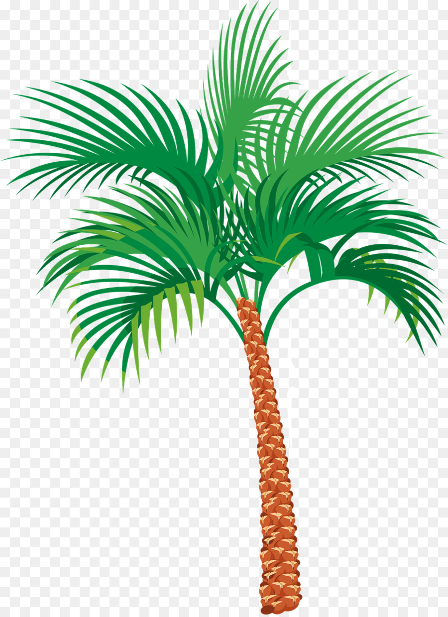 Palmera，Tropical PNG