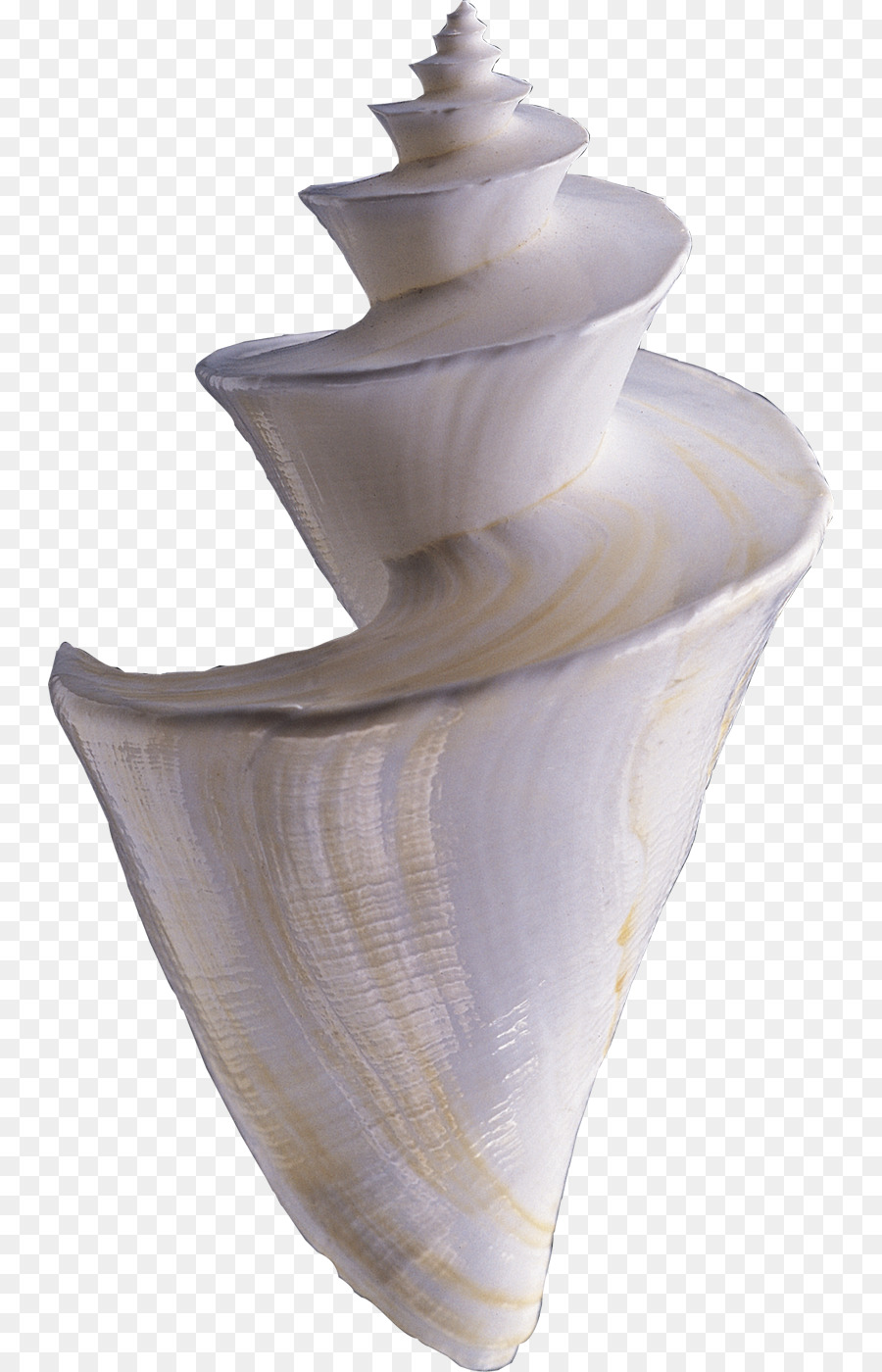 Concha，Espiral PNG