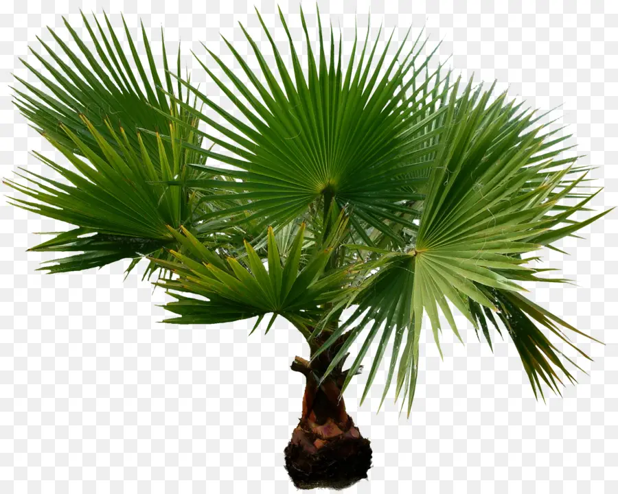 Palmera，Tropical PNG