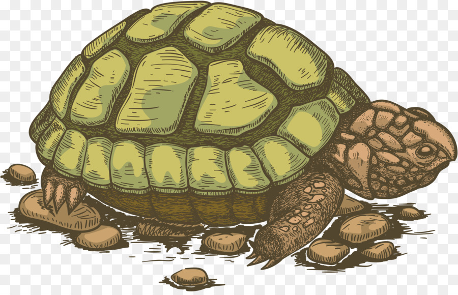 Tortuga，Tortuga De Mar PNG