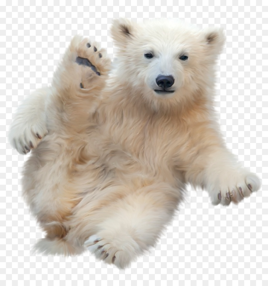 Oso Polar，Spitz Alemán Klein PNG