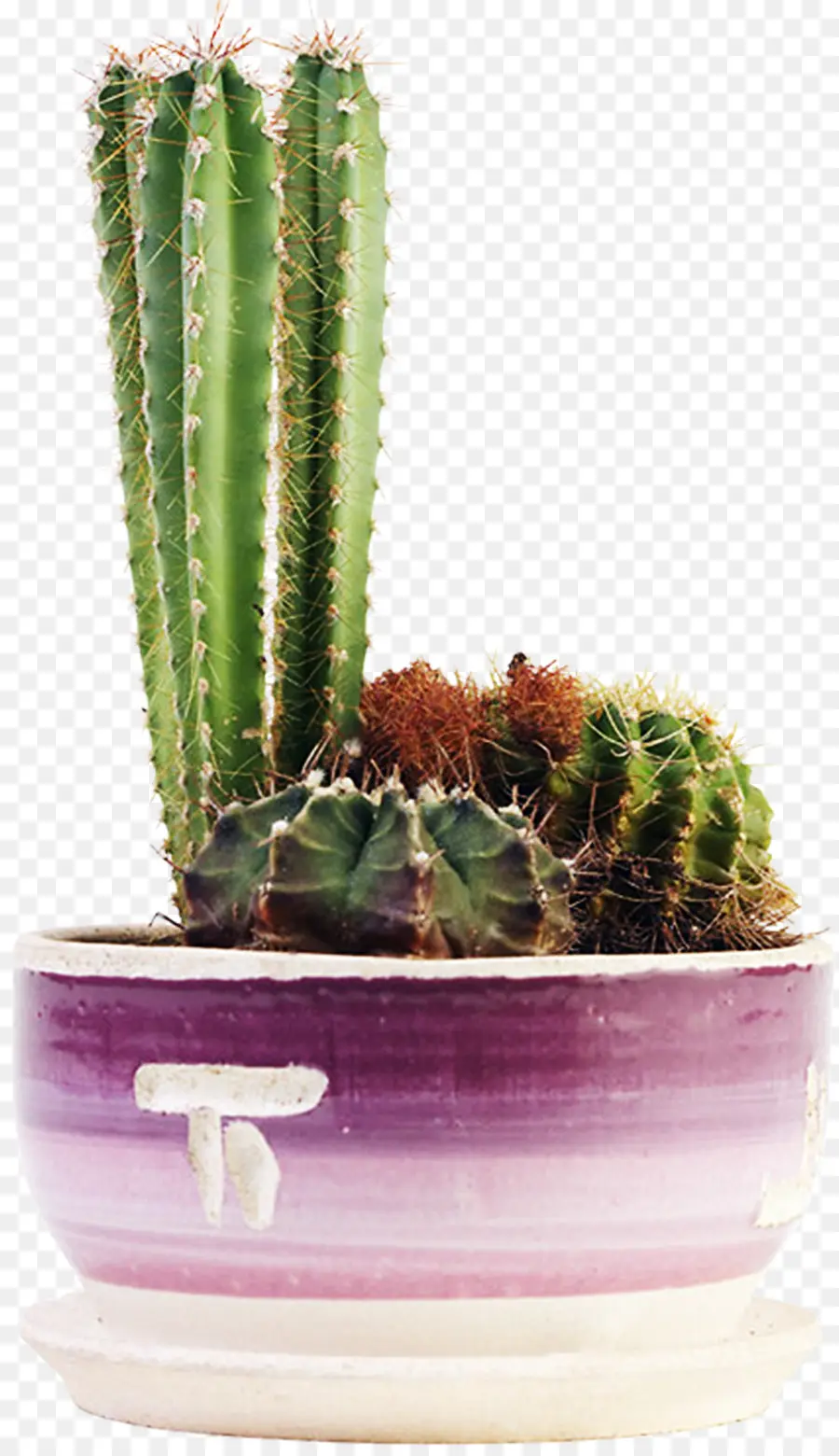 Cactus Y Suculentas，Cactaceae PNG