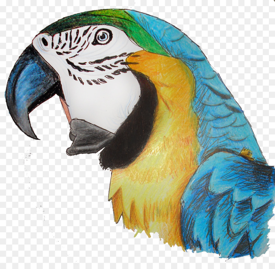 Parrot，Pájaro PNG