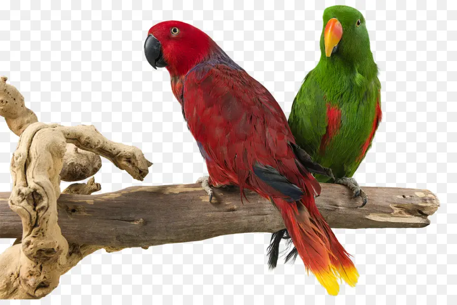 Loros En Rama，Aves PNG