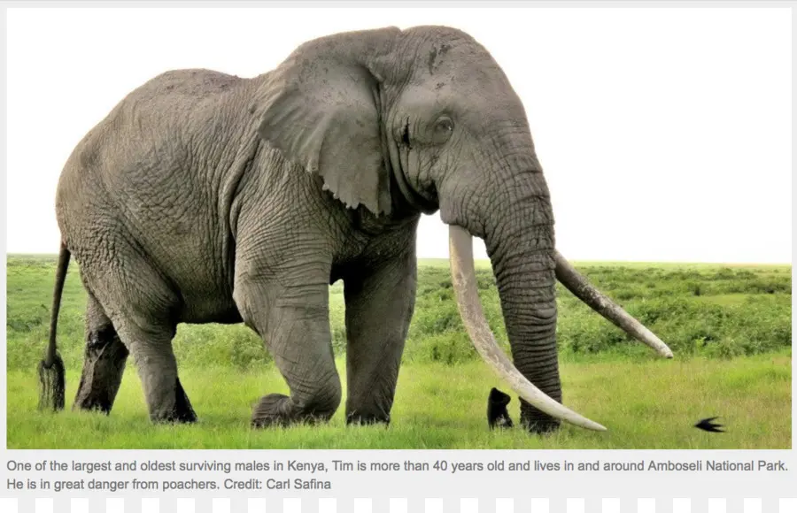 Elefante Africano De Sabana，Santuario De Elefantes PNG