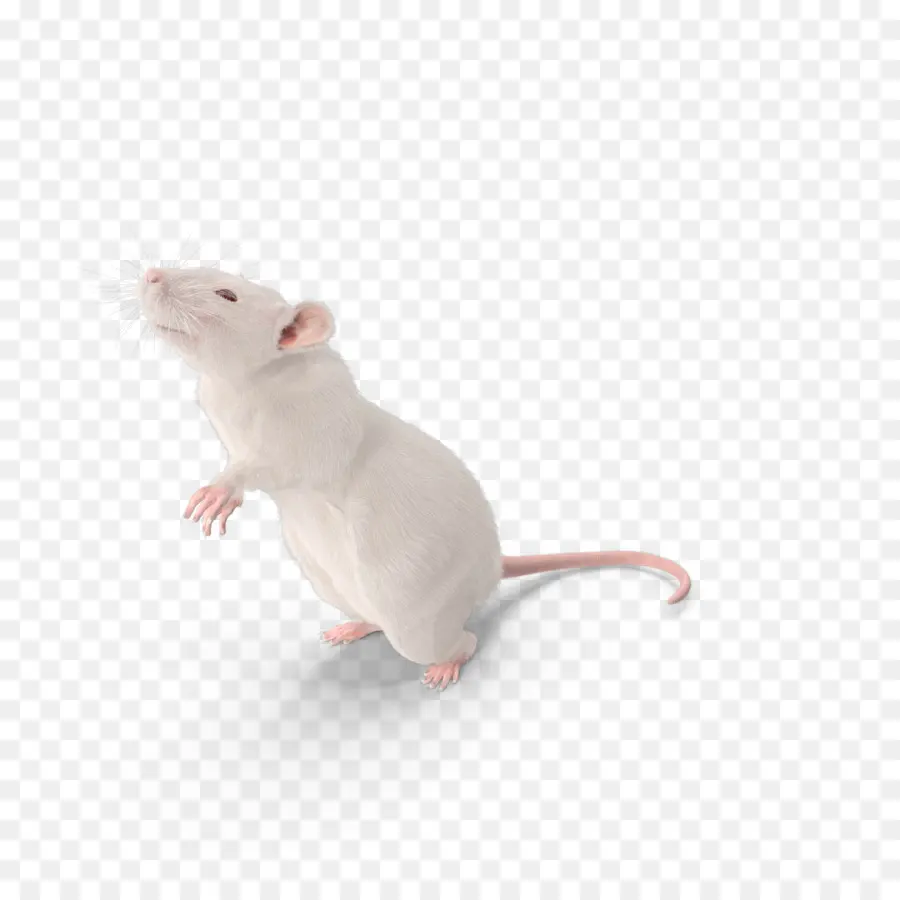Ratón，Brown Rata PNG