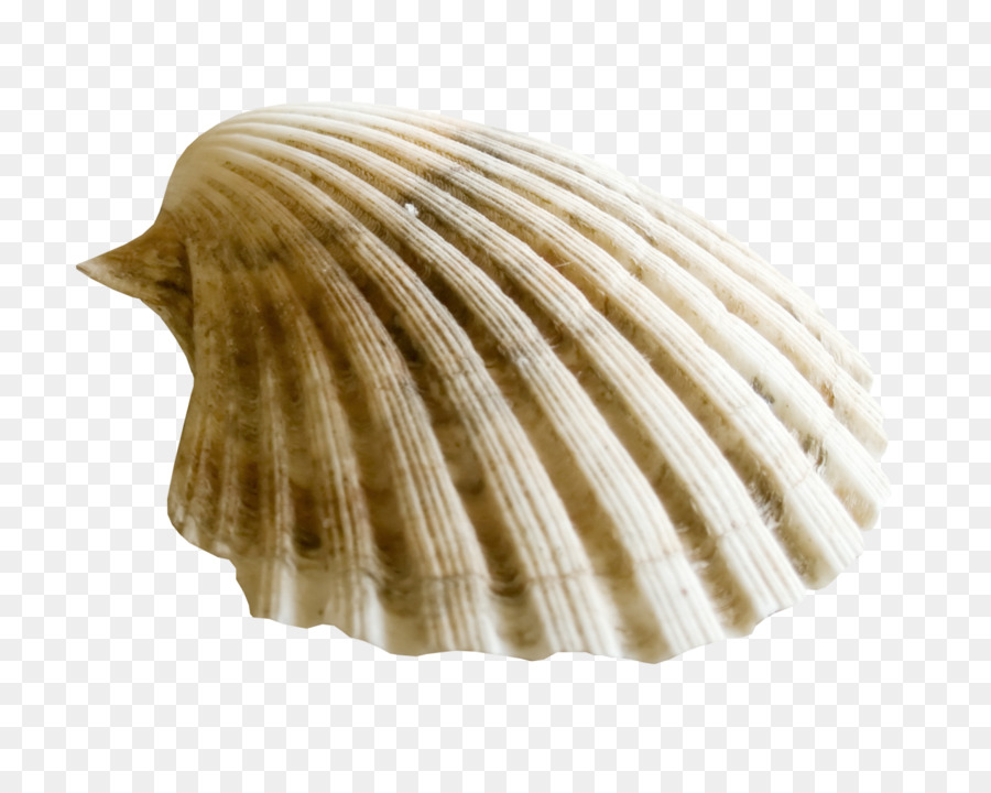 Almeja，Concha PNG