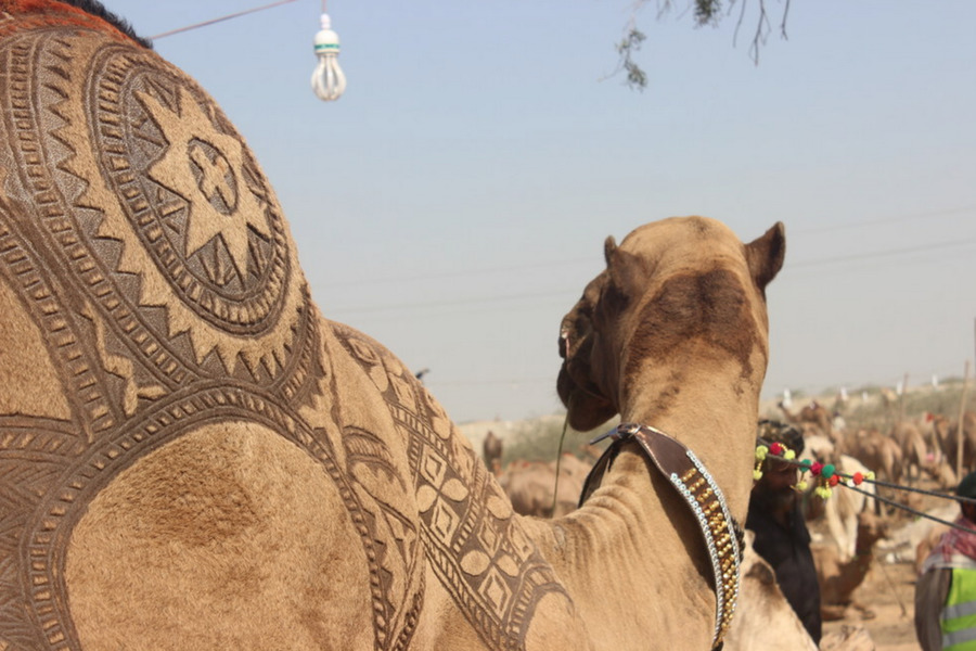 Camello Bactriano，Karachi Vaca Mandi PNG