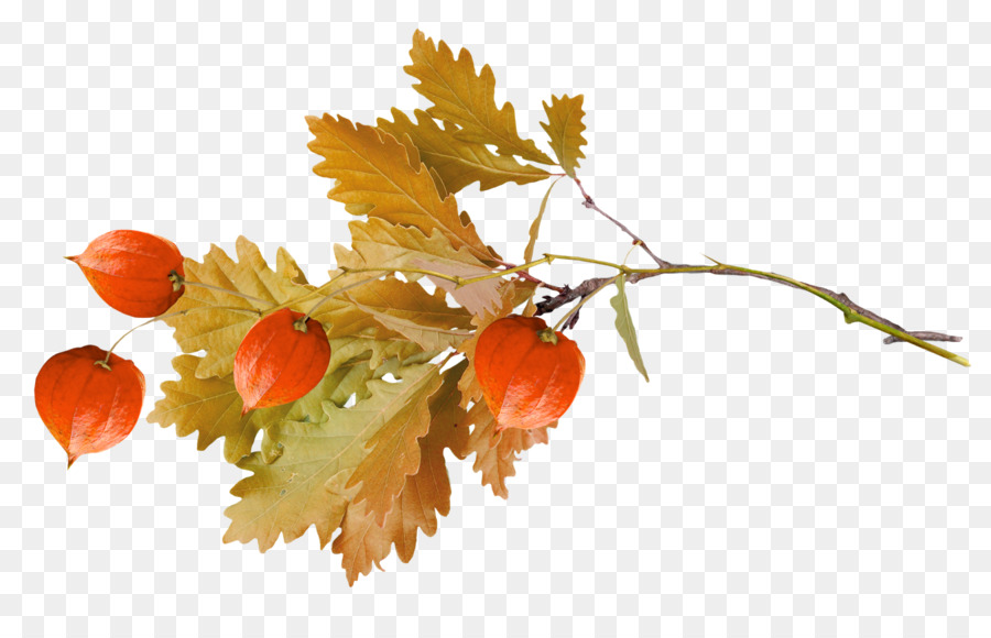 Rama Physalis，Planta PNG