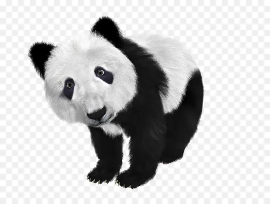 Panda，Oso PNG