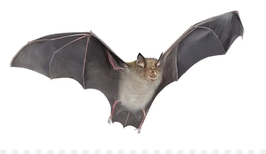 Bat，Murciélago De Herradura PNG