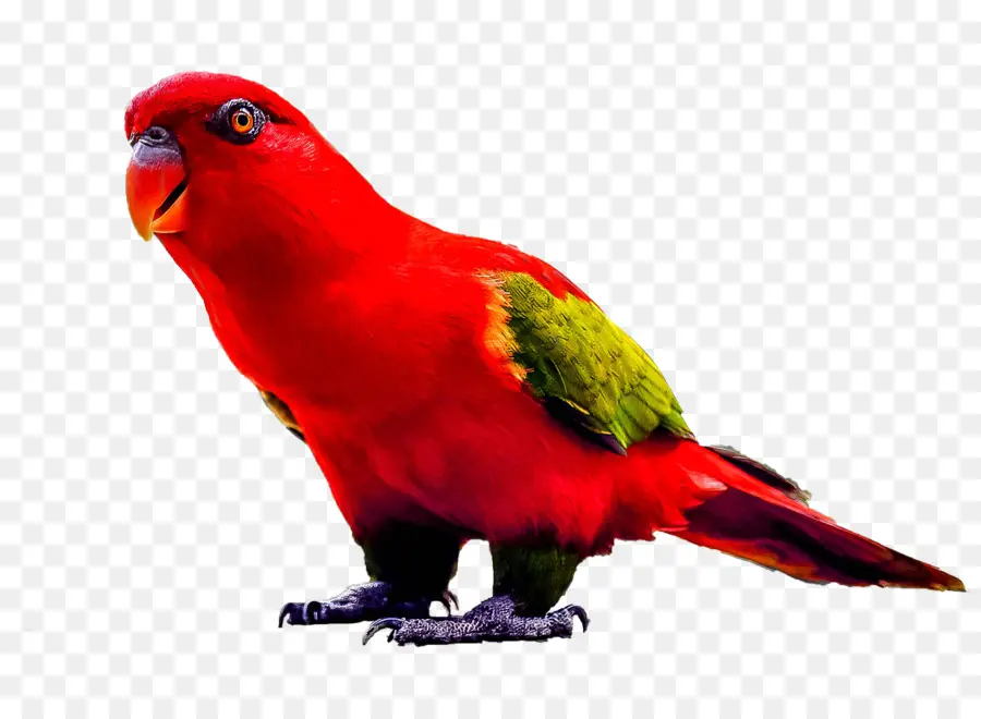 Pájaro，Cierto Parrot PNG