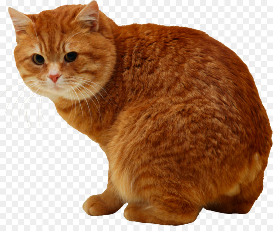 Gato Naranja，Felino PNG