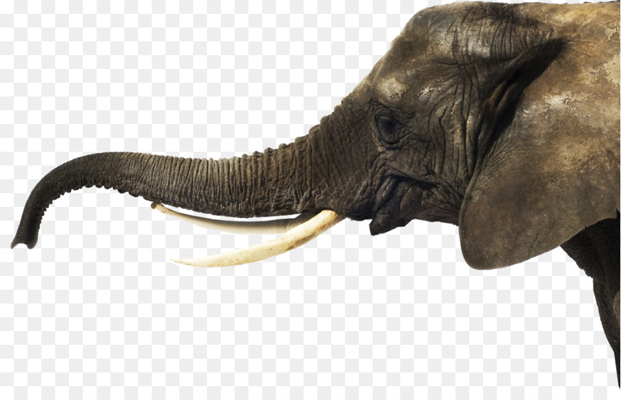 Día Con Un Elefante，Lukas Waldenbeck PNG