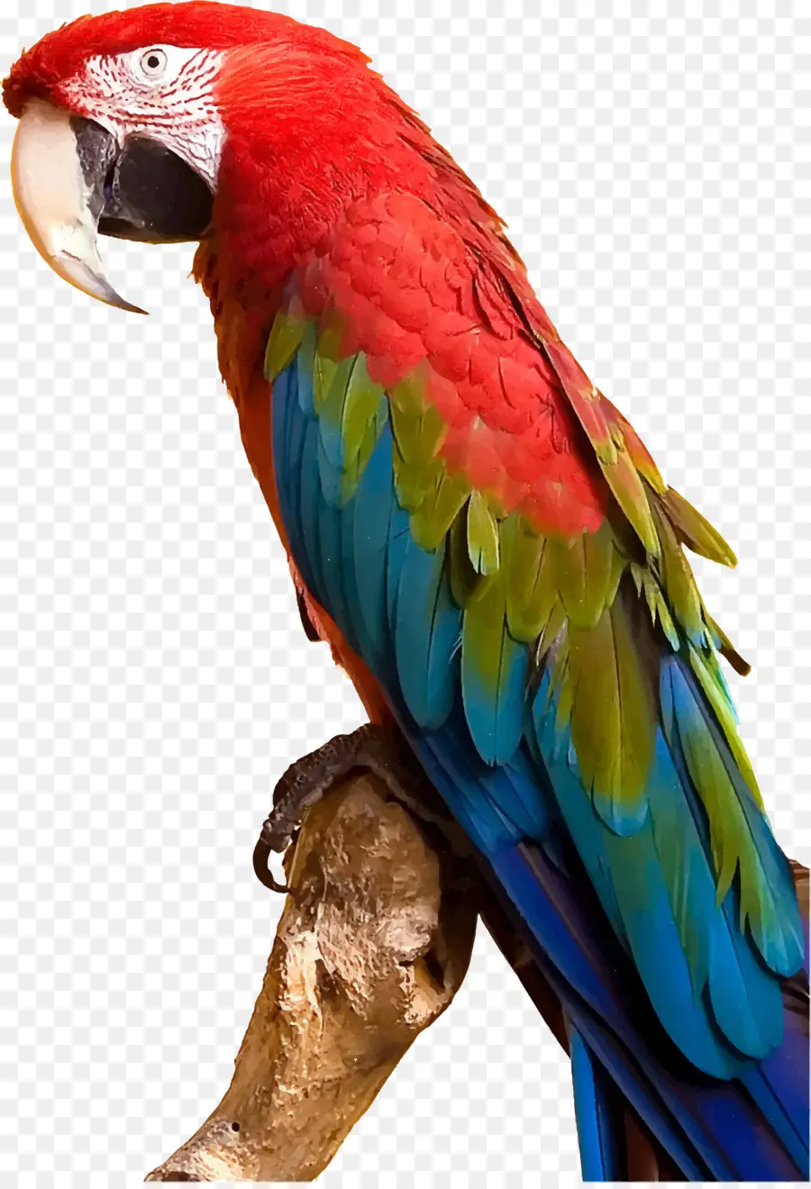 Parrot，Pájaro PNG