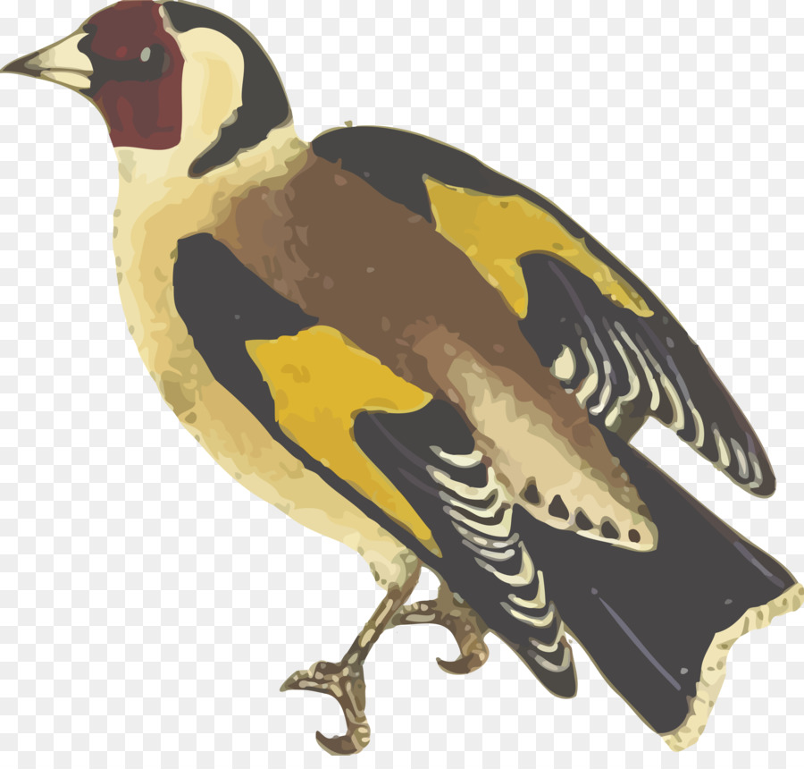 Finch，Pájaro PNG