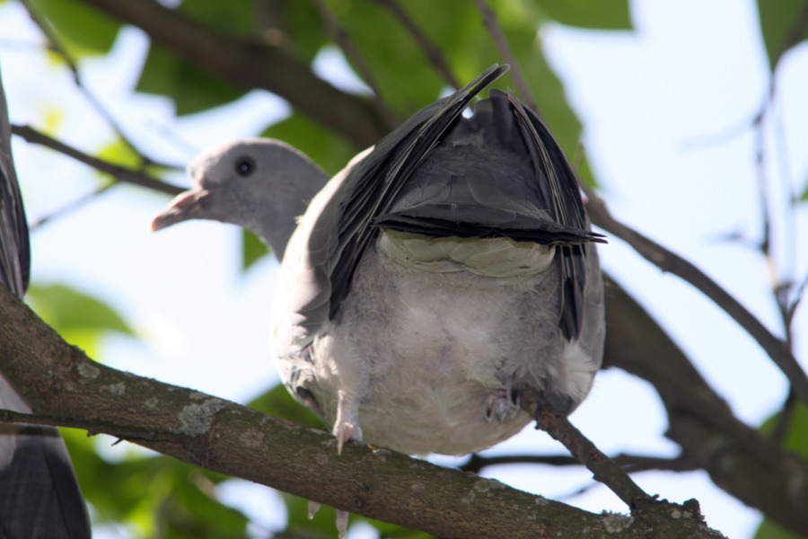 Pájaro，Columbidae PNG