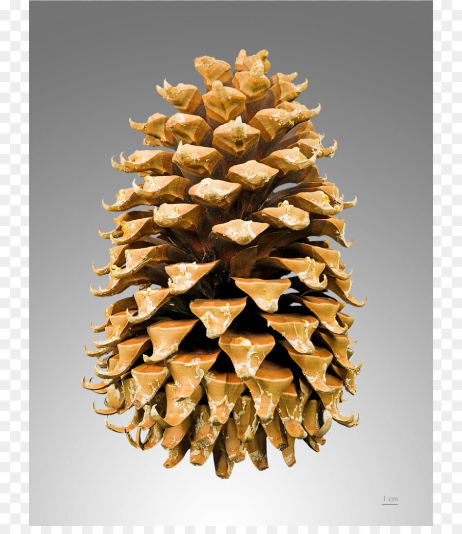 Coulter Pino，Pinus Contorta PNG