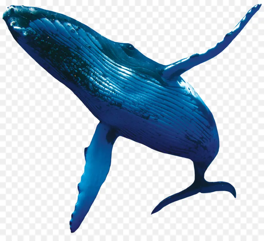 Ballena，La Ballena Azul PNG