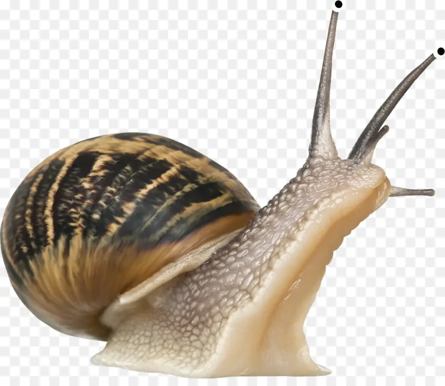 Caracol，Molusco PNG