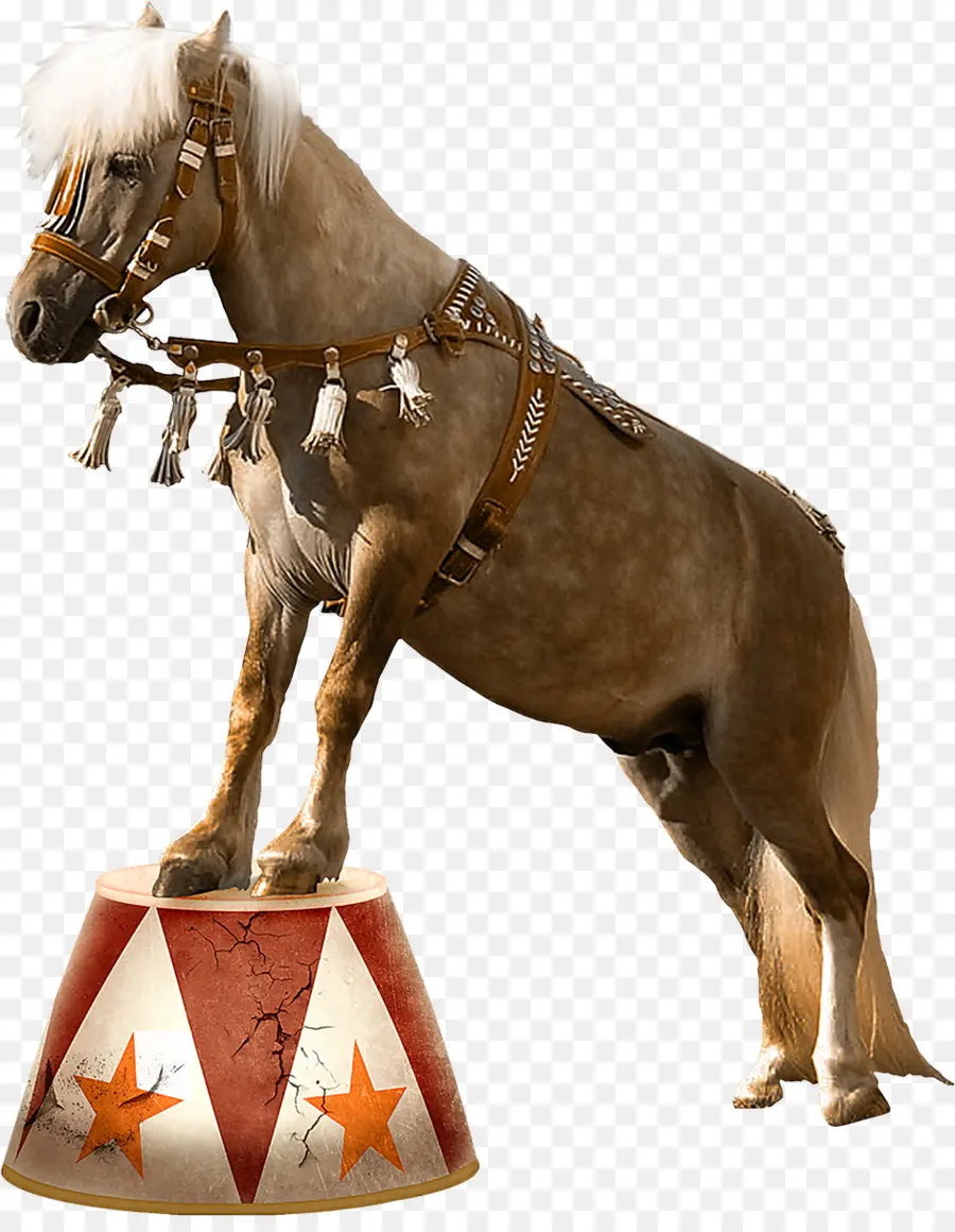 Caballo，Circo PNG