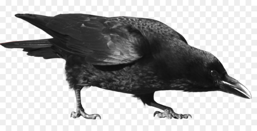 Común Raven，Corneja PNG