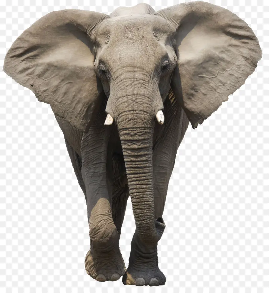Elefante Africano De Sabana，Elefante Asiático PNG