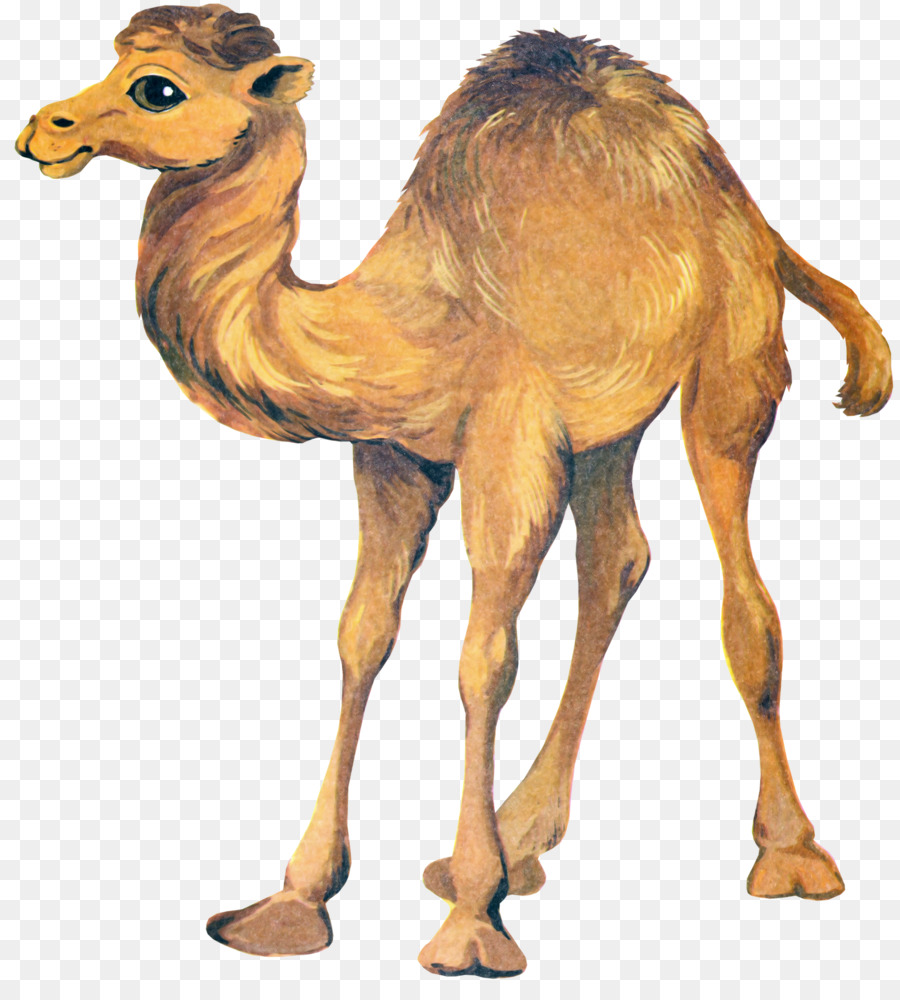 Camellos，Desierto PNG