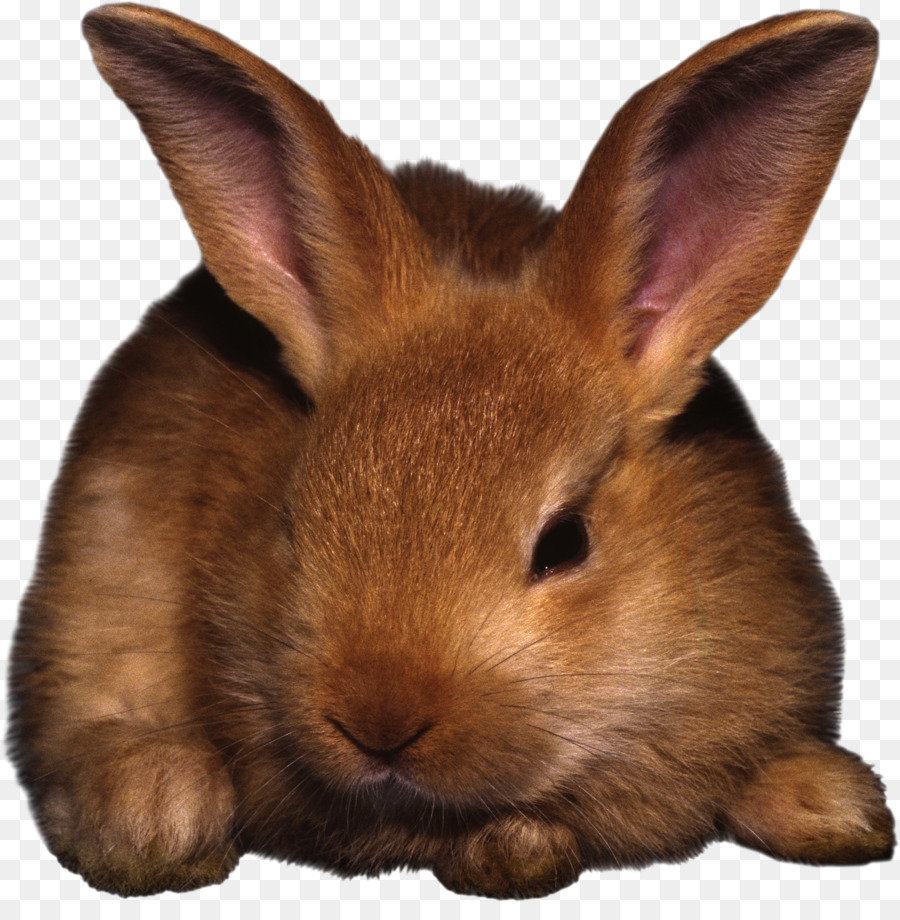 Conejo，Conejito PNG