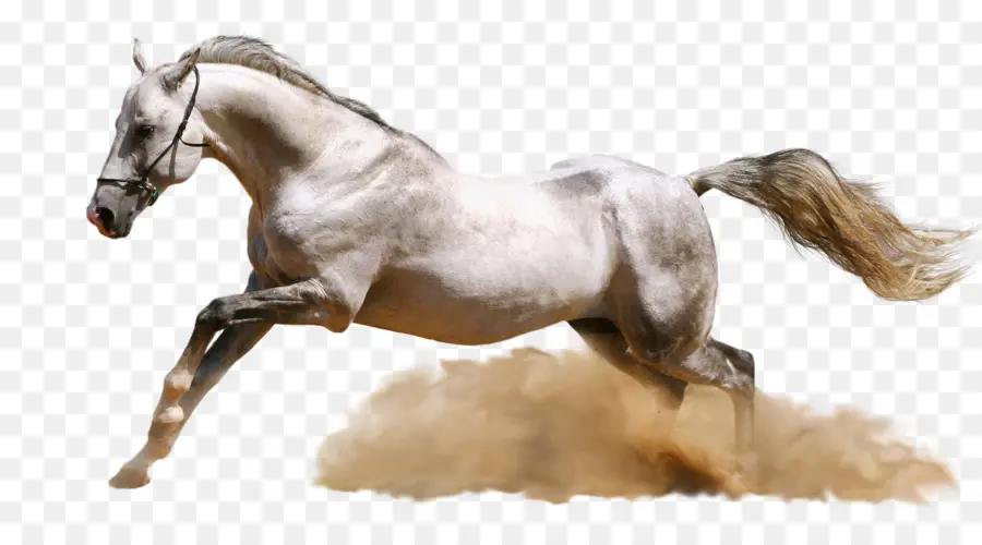 Caballo Blanco，Animal PNG