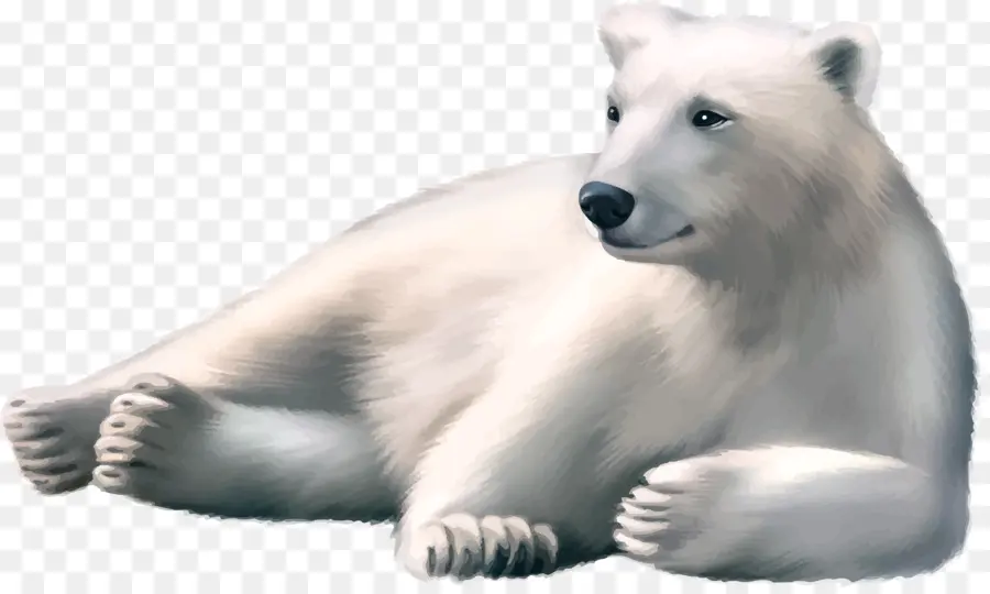 Oso Polar，Oso PNG