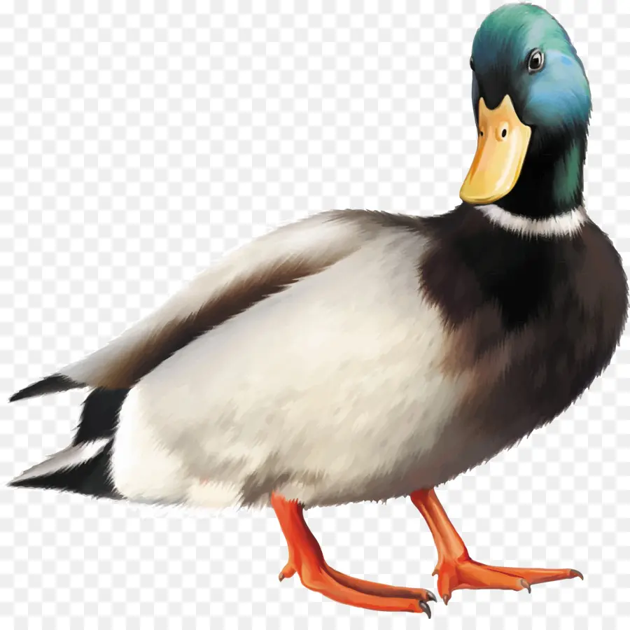 El ánade Real，Pato PNG