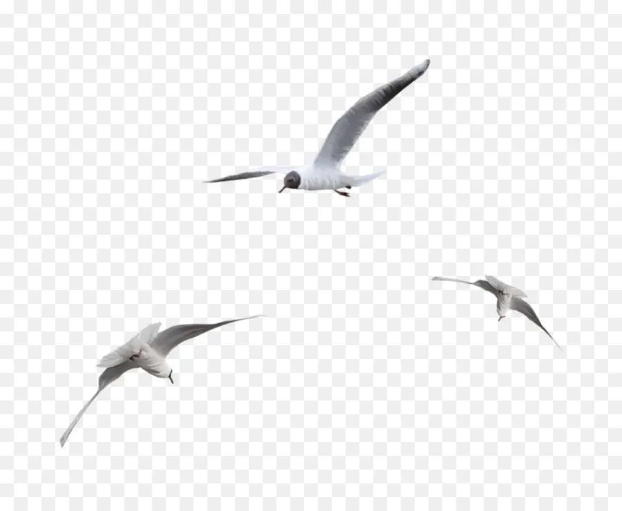 Aves，Vuelo PNG