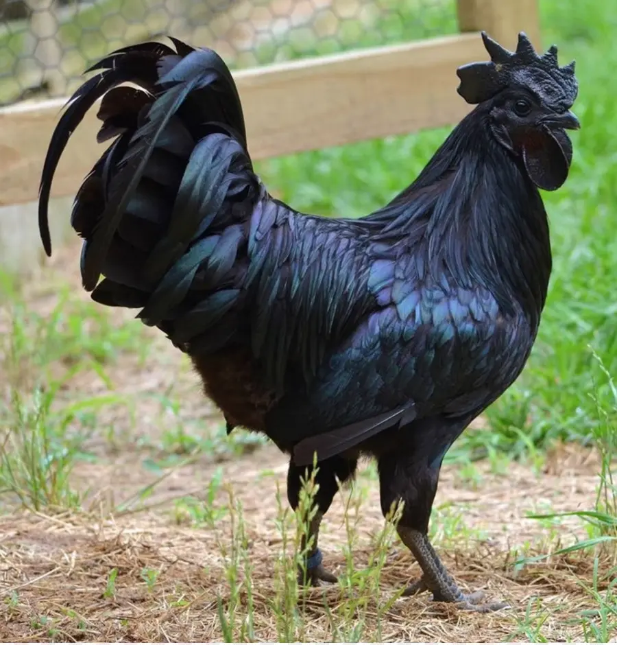 Ayam Cemani，Silkie PNG