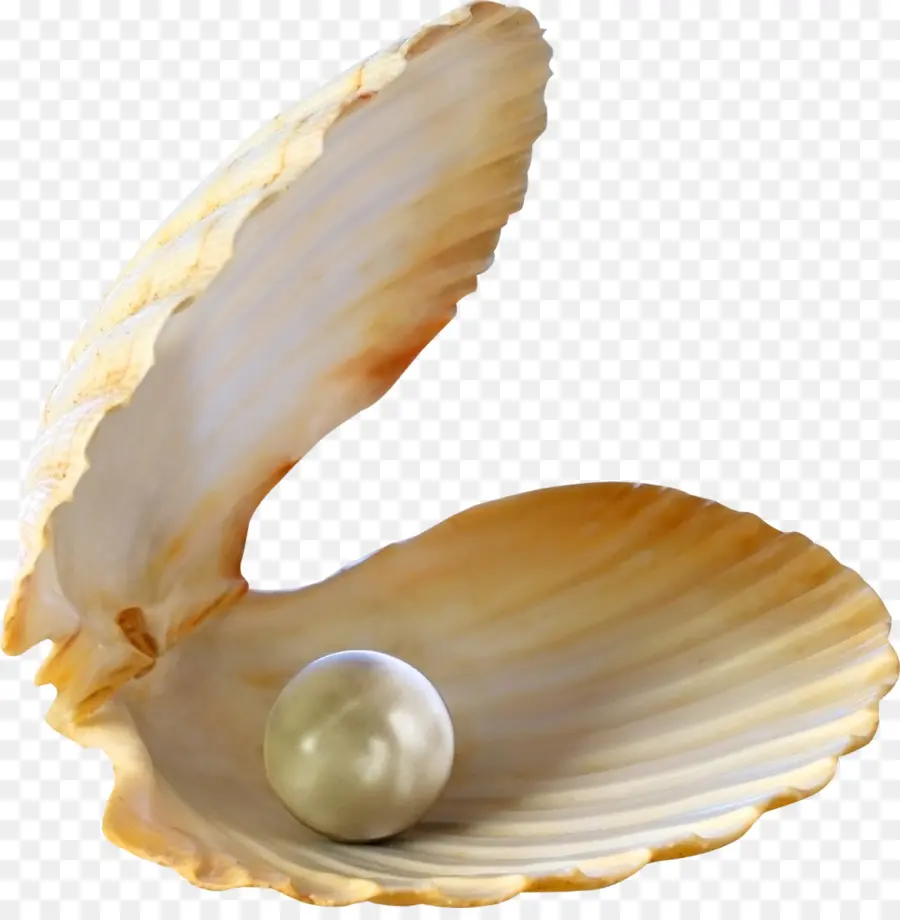 Ostras，Perla PNG