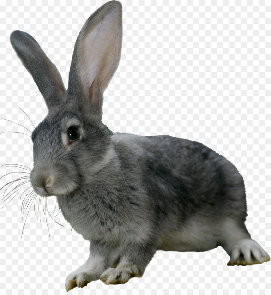 Conejo，Conejito PNG