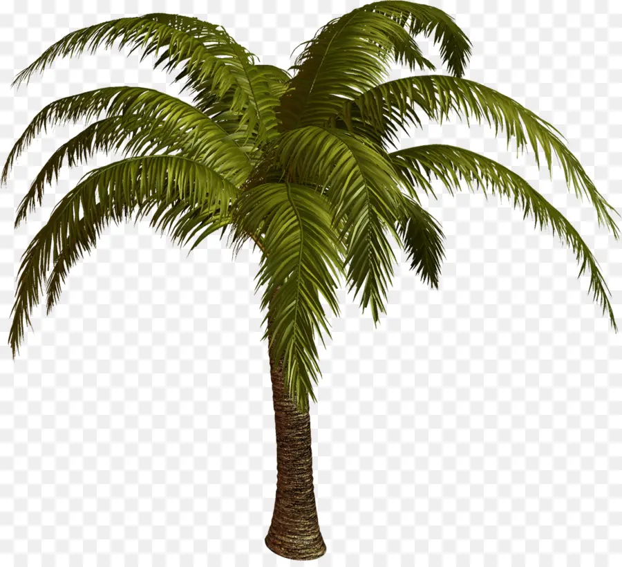 Palmera，Cocos PNG