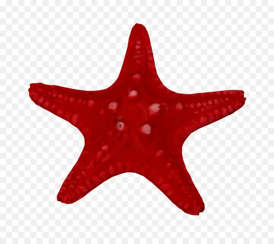 Estrella De Mar Roja，Océano PNG