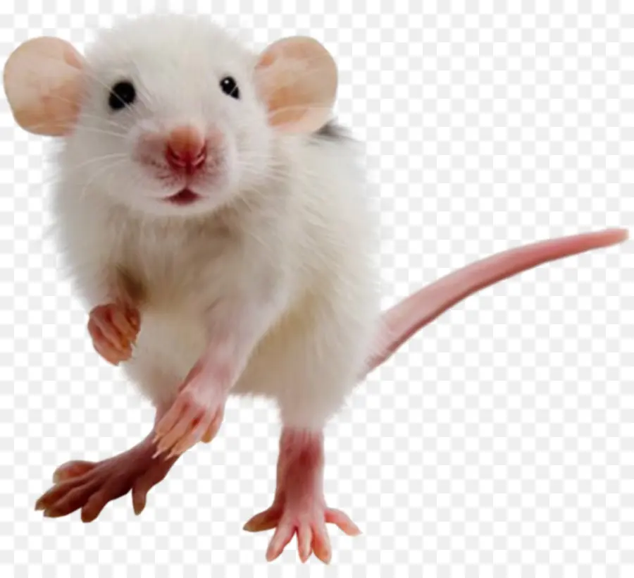 Ratón，Rata PNG