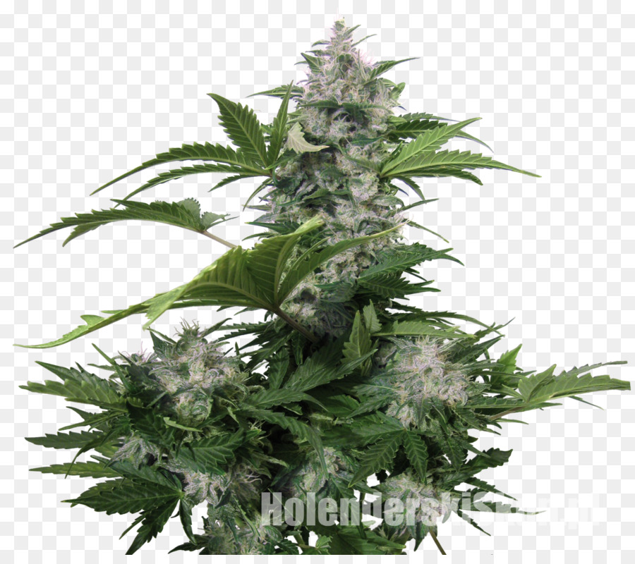 Planta De Cannabis，Verde PNG