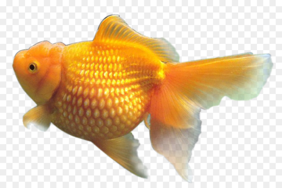 Peces De Colores，La Resolución De La Imagen PNG