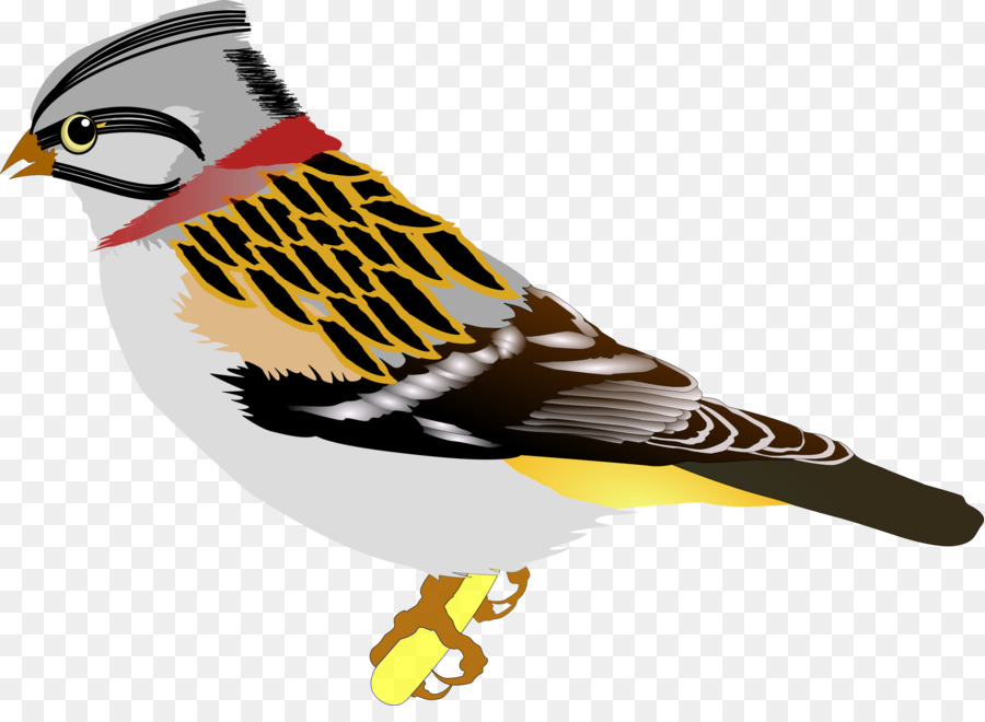 Pájaro Amarillo，Pájaro PNG