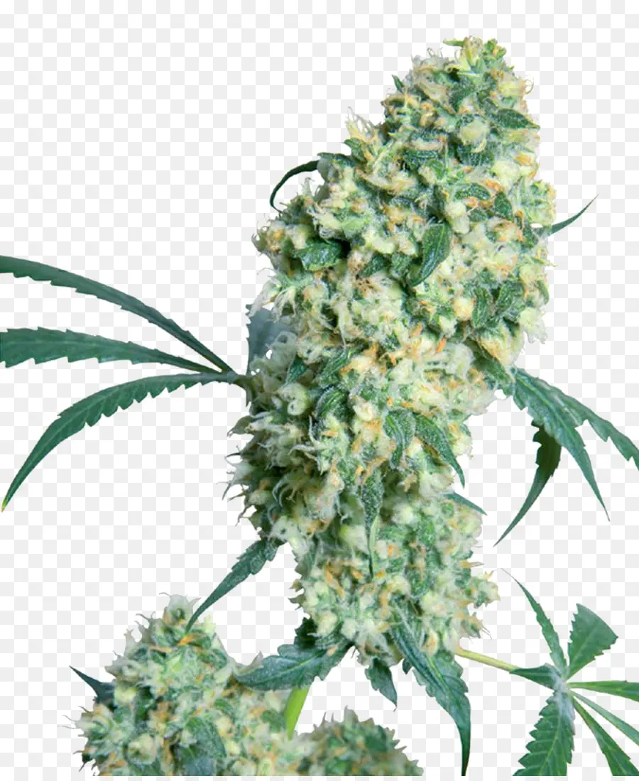 El Cannabis，Bud PNG