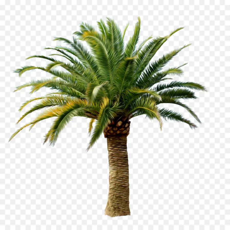 Palmera，Tropical PNG