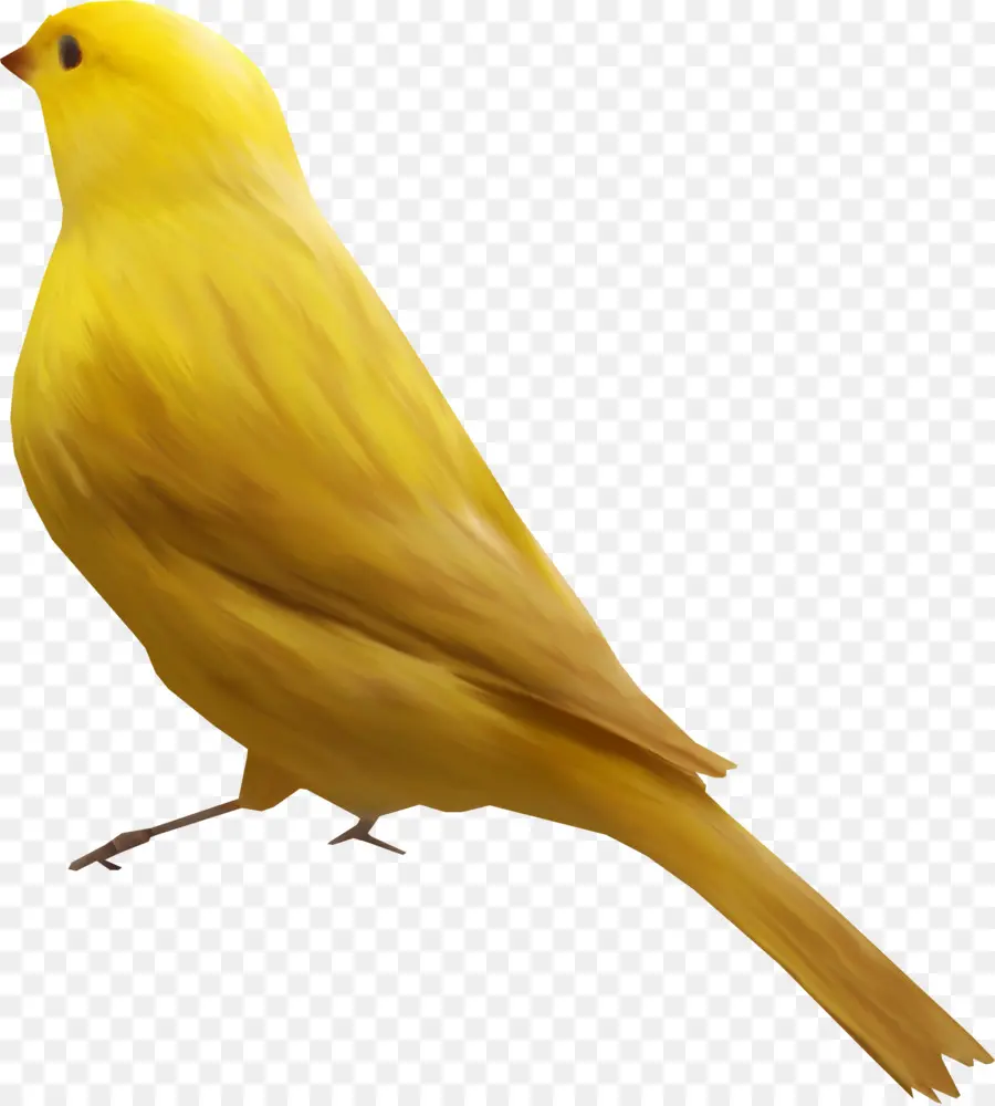 Pájaro Amarillo，Amarillo PNG