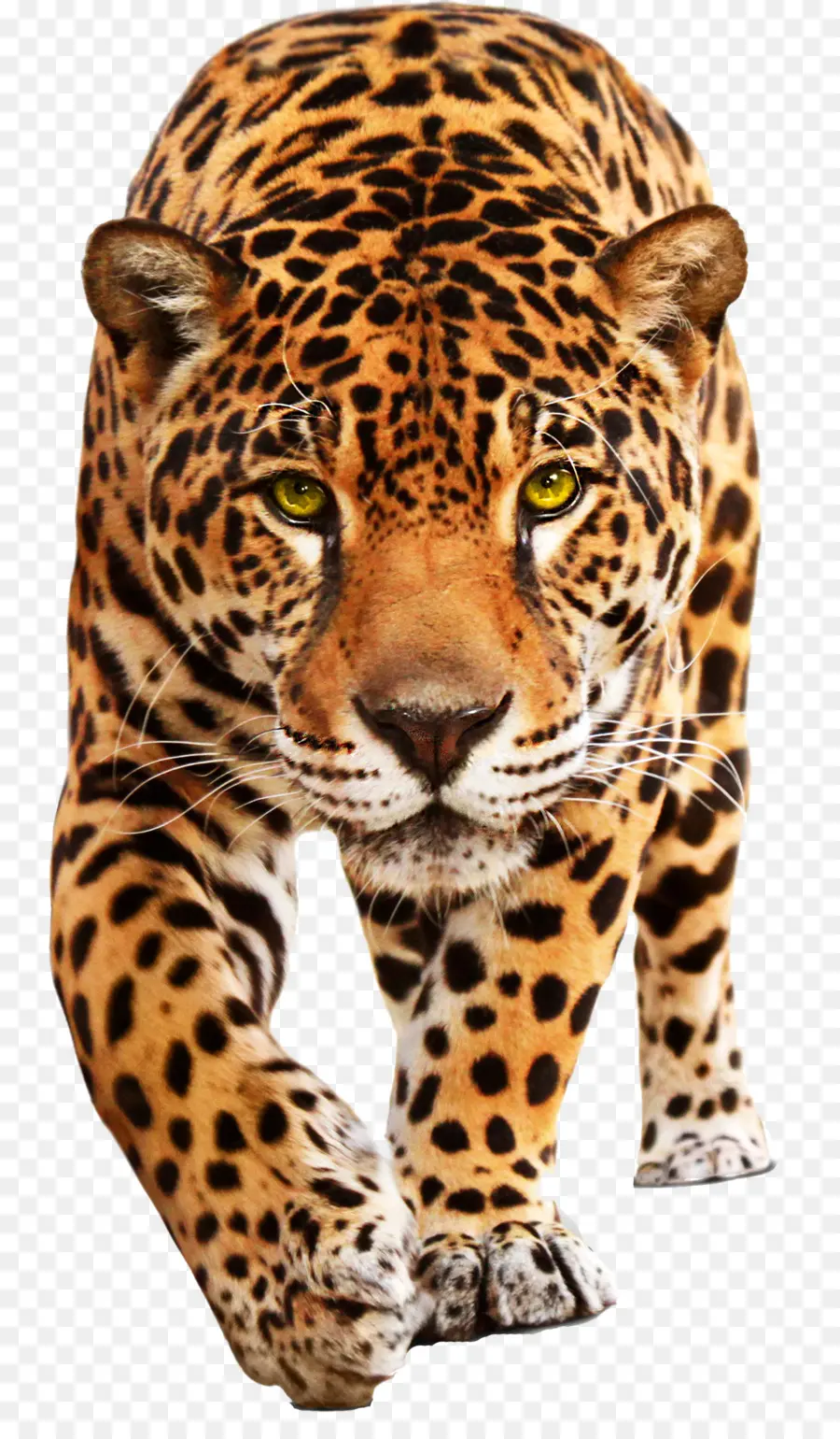 Jaguar，Jaguar Cars PNG