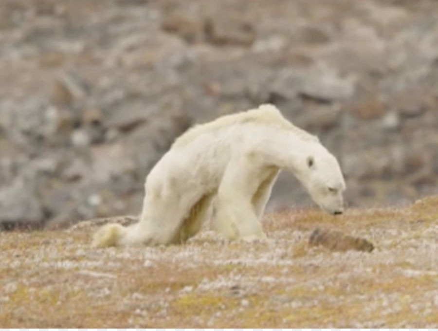 Oso Polar，Oso PNG