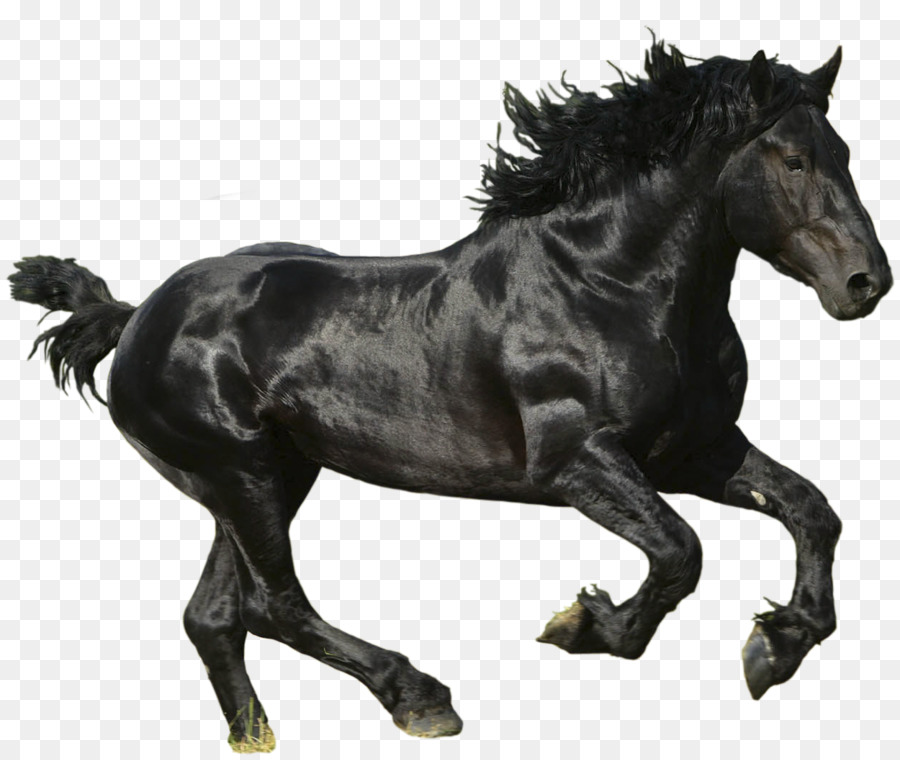 Caballo Negro，Correr PNG