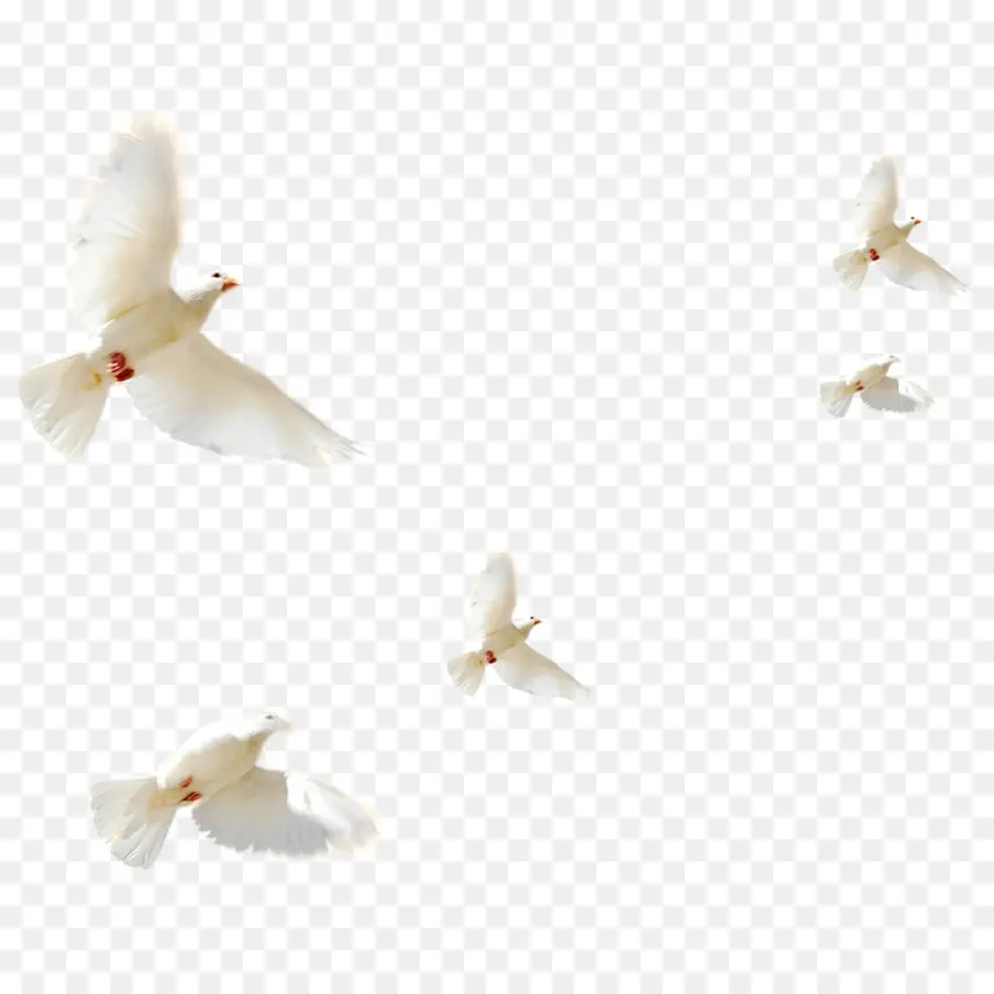 Palomas，Aves PNG